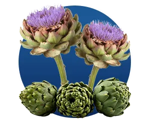 Finessa Cynara Scolymus