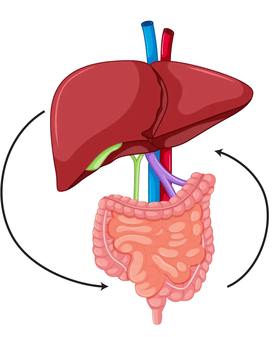 Finessa supports the gut-liver connection